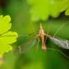Moustiques en été : les 10 astuces à savoir.