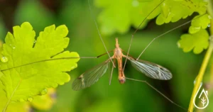 Moustiques en été : les 10 astuces à savoir.