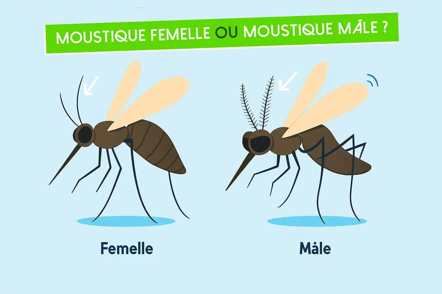 Différence entre un moustique mâle et un moustique femelle.