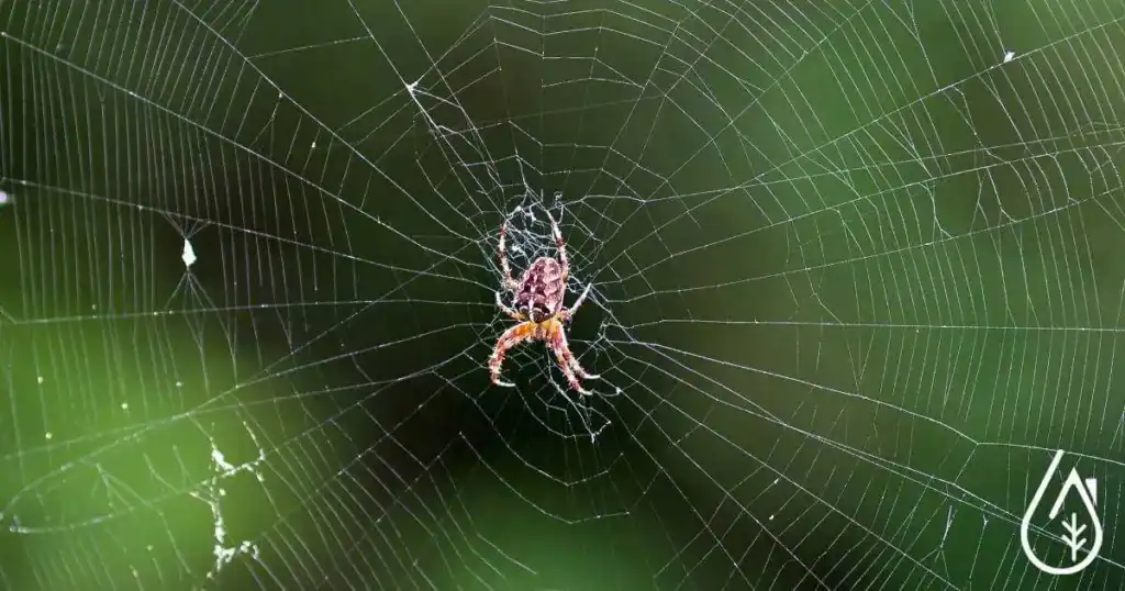 Invasion des araignées en hiver dans la maison.