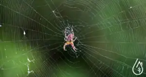 Invasion des araignées en hiver dans la maison.