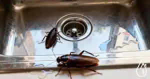 Aspirateur de cafards dans un évier en inox, nettoyage professionnel contre infestation de nuisibles, service de désinsectisation efficace pour éliminer les problèmes de coquerelles.