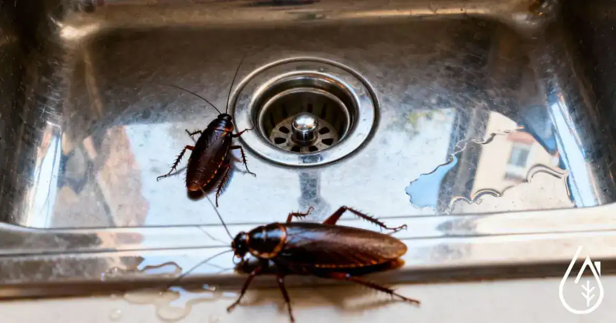 Aspirateur de cafards dans un évier en inox, nettoyage professionnel contre infestation de nuisibles, service de désinsectisation efficace pour éliminer les problèmes de coquerelles.