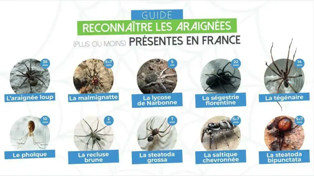 types-araignees-france - Boutique Diproclean Araignée tue, identification, guide des araignées présentes en France, reconnaissance des différentes espèces d'araignées avec leurs tailles, conseils de lutte et d'élimination, pour intérieur et extérieur, boutique Diproclean.