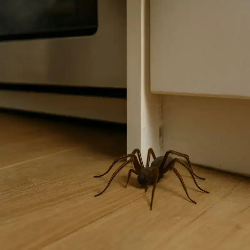 Fausse araignée décorative pour nettoyage professionnel. - Boutique Diproclean Araignée en plastique réaliste, idéale pour la décoration ou la prévention des insectes dans la maison, utilisée par Diproclean pour le nettoyage et l'entretien efficace.