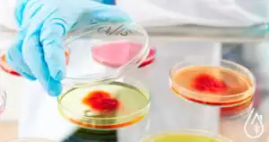 Alvéoles de Petri avec cultures en laboratoire de nettoyage et désinfection.