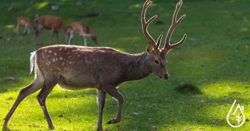 Cerf dans une prairie.