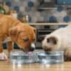Alt text : Chiot et chatons buvant de l'eau dans des bols en plastique, dans une cuisine moderne, illustrant la propreté et la soin des animaux domestiques.
