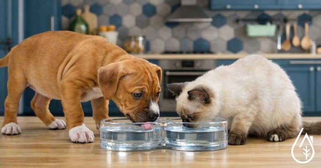 Alt text : Chiot et chatons buvant de l'eau dans des bols en plastique, dans une cuisine moderne, illustrant la propreté et la soin des animaux domestiques.