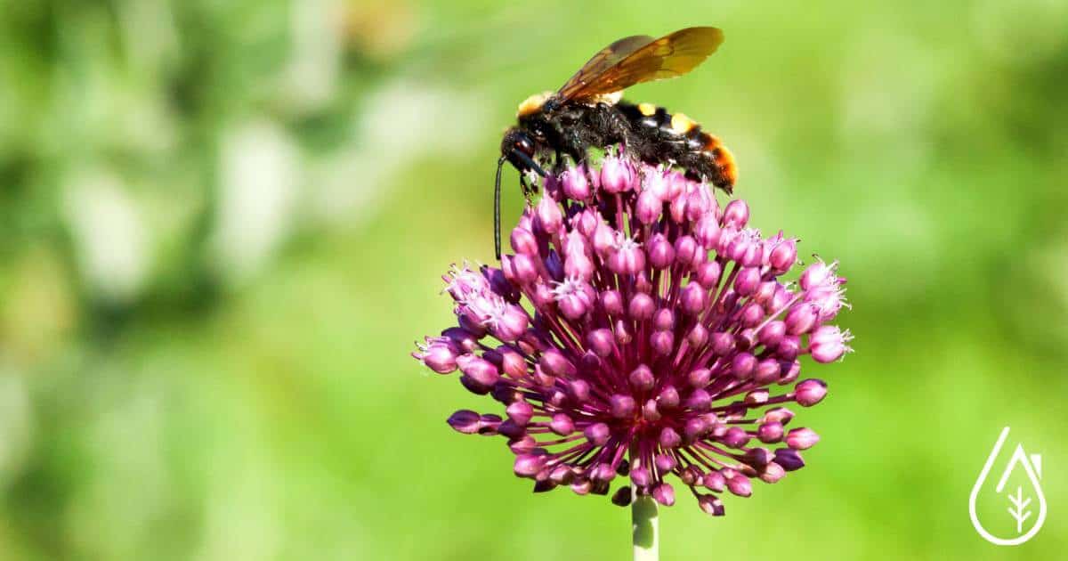Insecte pollinisateur sur une fleur violette, illustrant la biodiversité et l'importance des solutions de nettoyage écologiques.