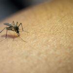 Comprendre l&rsquo;invasion estivale des moustiques