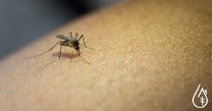 Image d'une piqûre de moustique sur la peau humaine, mettant en évidence la nécessité d'un nettoyage efficace contre les insectes nuisibles.