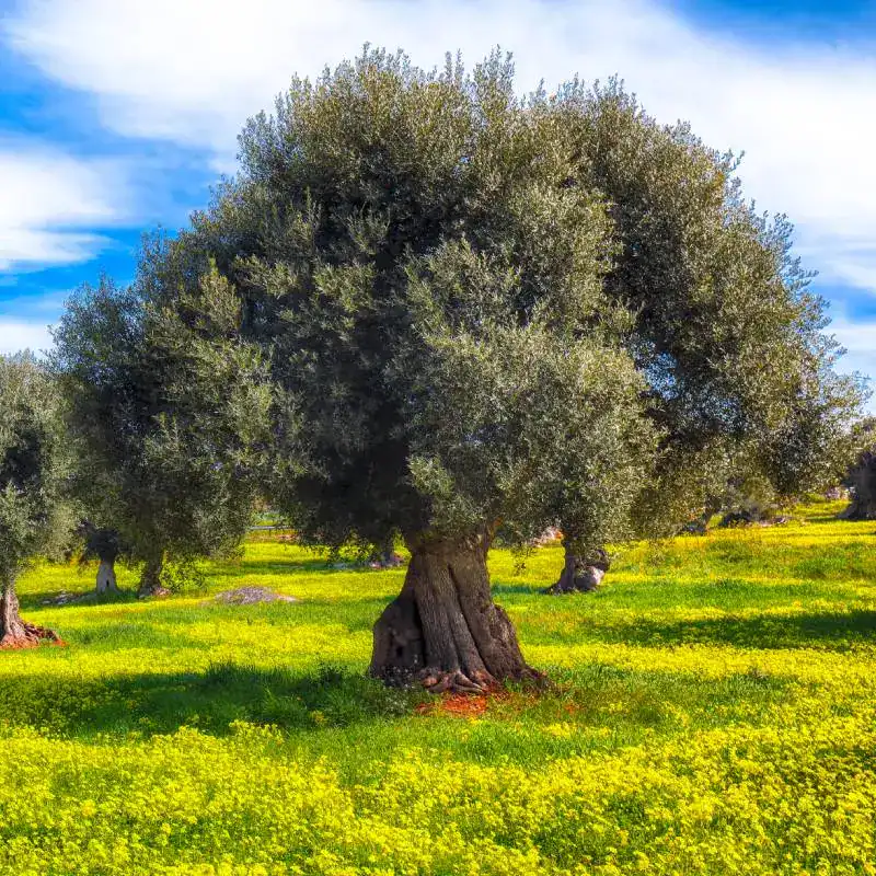 Piège à mouches de l'olive Killa Trap Jaune, sac de 5, pour la lutte contre les mouches de l'olive.