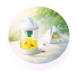 Pièges appâts écologiques insectes