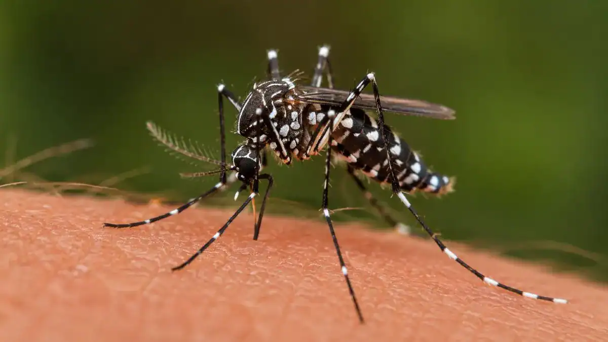Moustique tigre Aedes albopictus en gros plan
