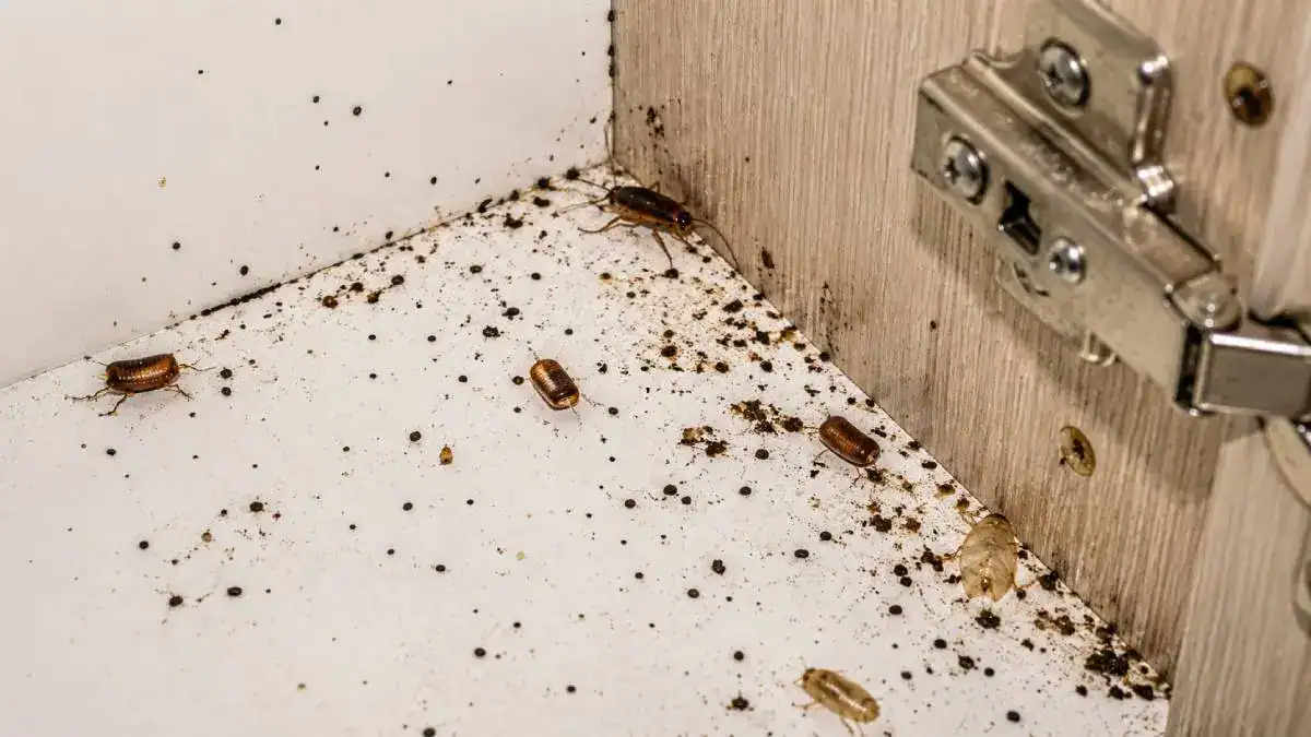 Indices r&eacute;v&eacute;lant une infestation de cafards avec d&eacute;jections, mues et capsules d'&oelig;ufs