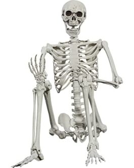 Squelette humain en position assise, vue complète des os du corps, modèle pédagogique Skeleton de Diproclean.
