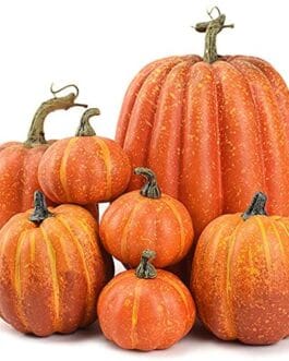 Groupe de potirons orange variés, texture rugueuse et tiges courtes sur fond blanc.