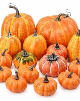 Groupe de petites et grandes citrouilles orange, quelques vari&eacute;t&eacute;s avec tiges brunes sur fond blanc, ambiance campagne.